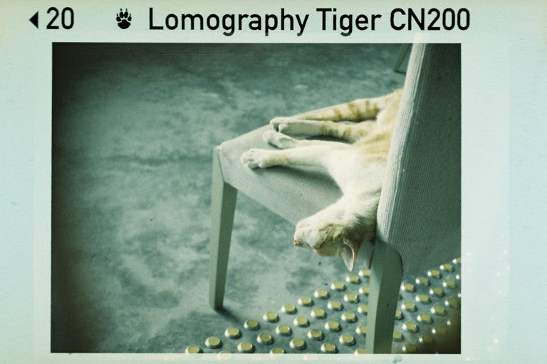 Lomography Tiger 200 Color Negative - 110 Cartridge Film, 24 Exposures, Single Roll