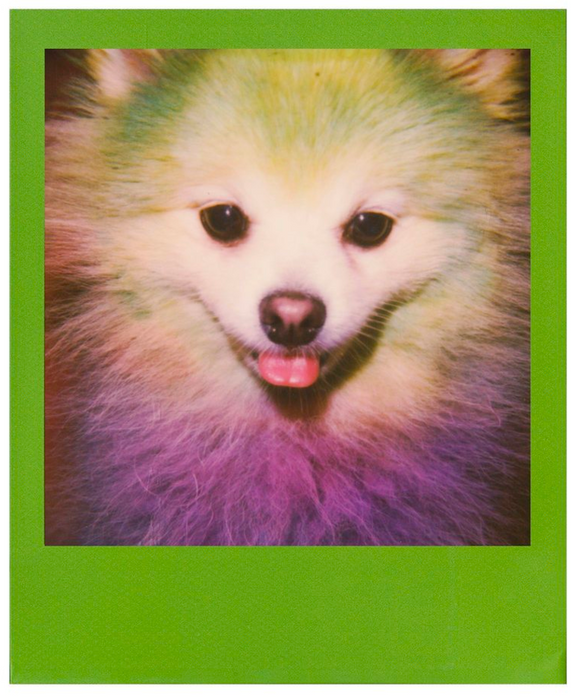 Polaroid Color 600 Instant Film - Color Frames Edition,  8 Exposures
