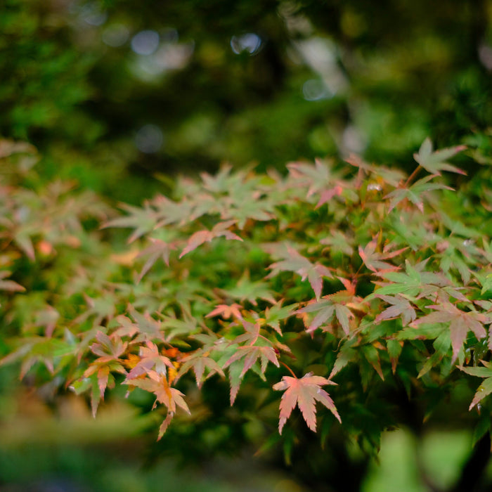 Hands on with the Fujifilm X-T3