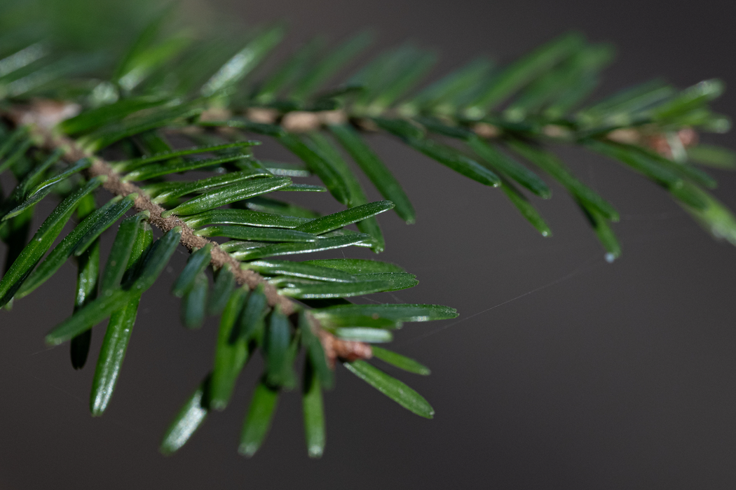 Leica APO-Macro-Elmarit-SL 100mm f/2.8 Lens