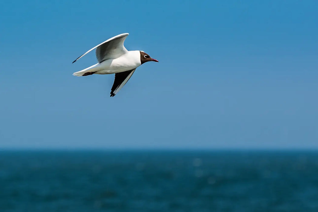 Leica APO-Vario-Elmarit-SL 90-280mm f/2.8-4 Lens