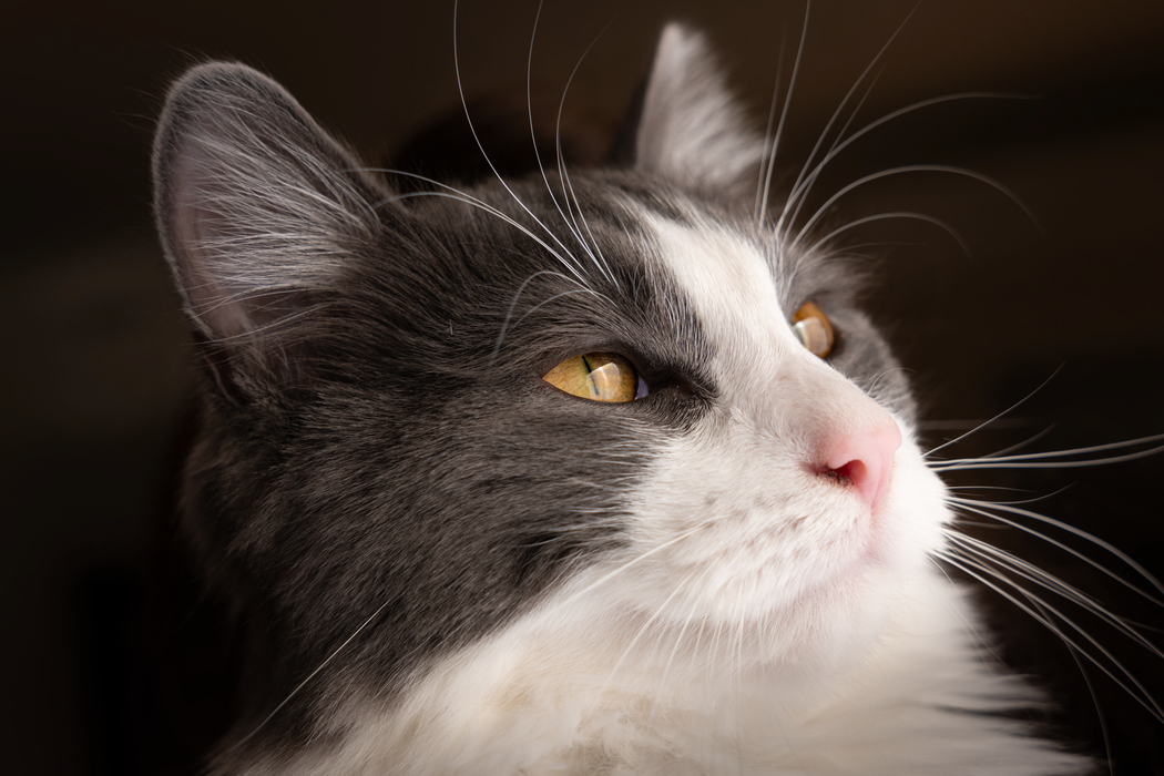 Leica Vario-Elmarit-SL 28-70mm f/2.8 ASPH. Lens