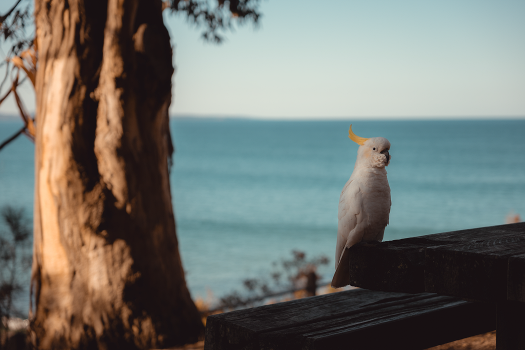 Leica Vario-Elmarit-SL 28-70mm f/2.8 ASPH. Lens