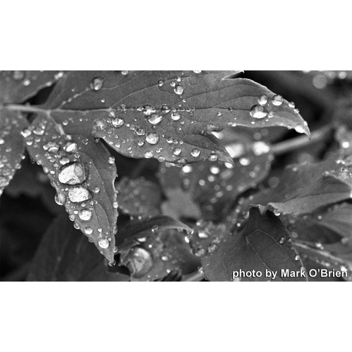 Film Photography Project Jekyll/Hyde 100 Black & White - 35mm Film, 24 Exposures, Single Roll