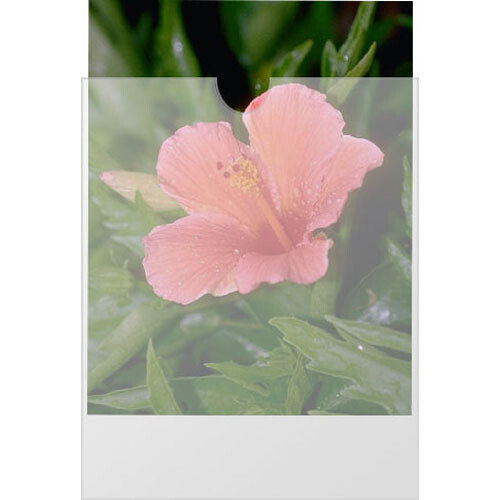 Dot Line Plastines Polyethylene Envelope with Open Top 5 x 7" - 100 Pack