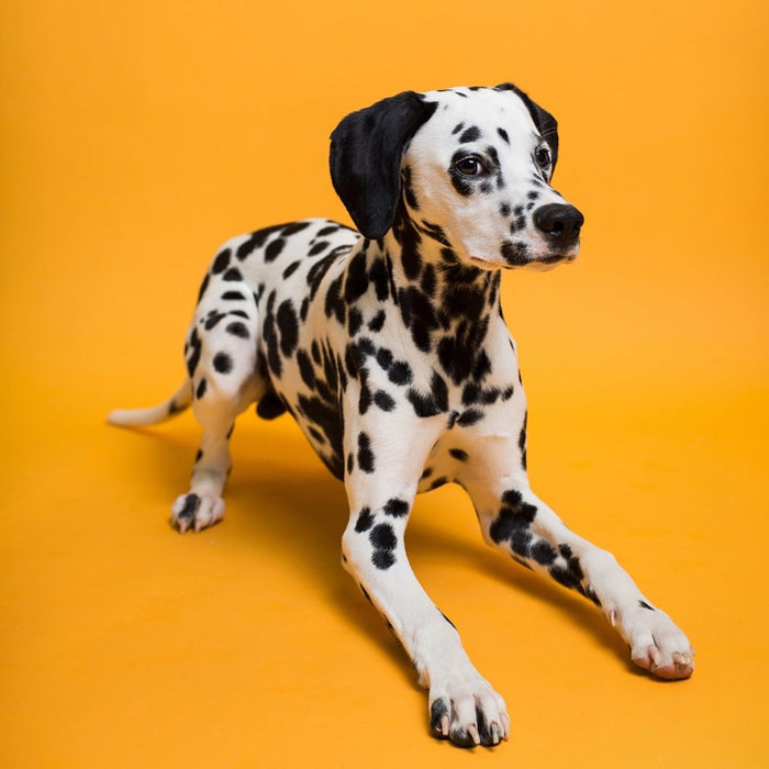 Savage #43 Marmalade Seamless Background Paper 107" x 36' - In Store Pick Up Only