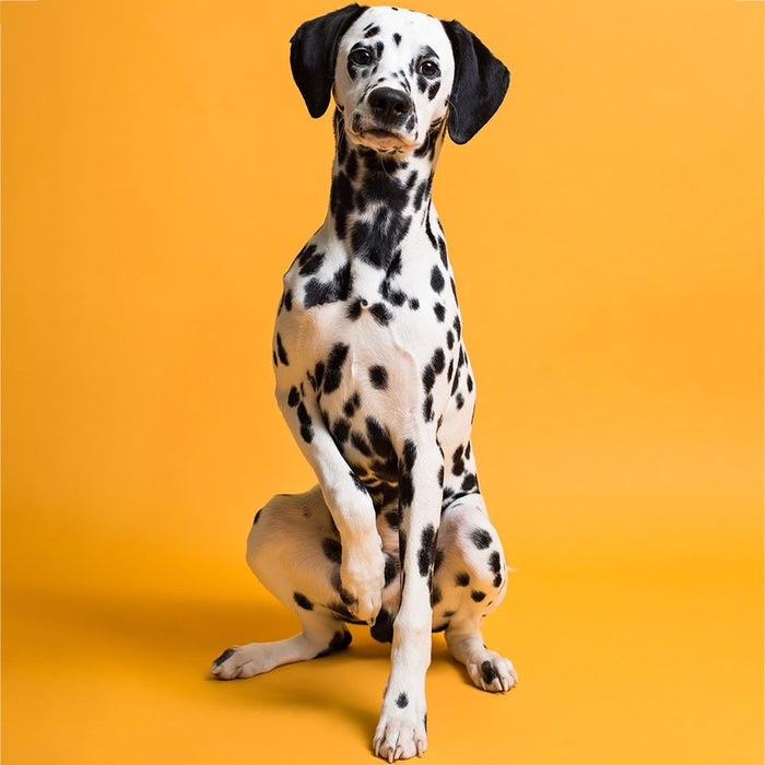 Savage #43 Marmalade Seamless Background Paper 107" x 36' - In Store Pick Up Only