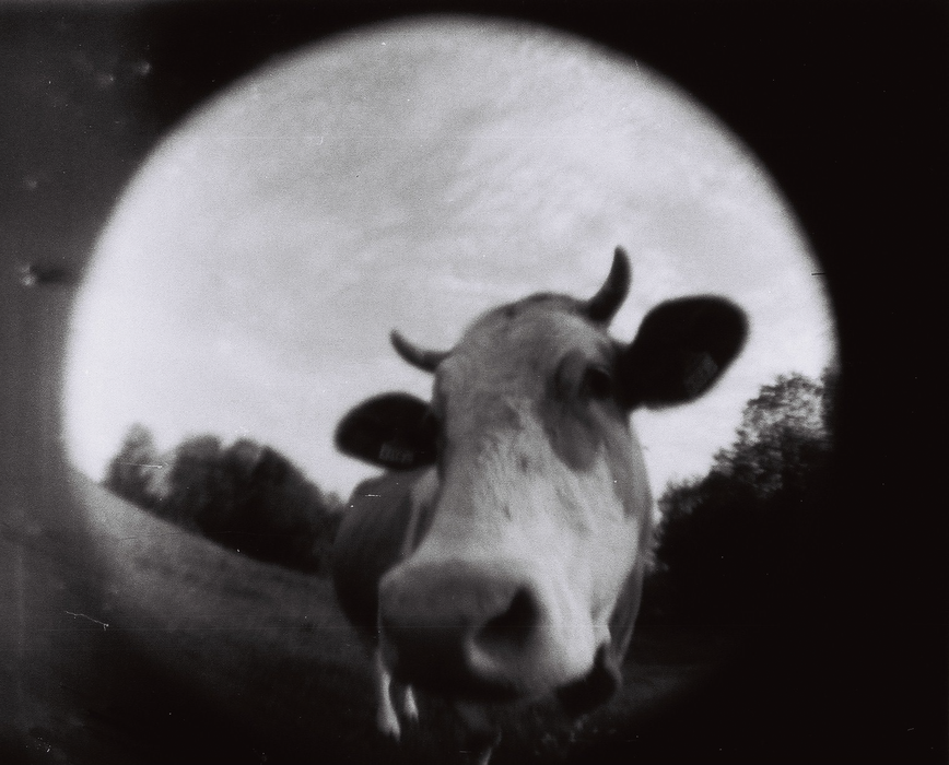 Lomography Fisheye Baby 110 Film Camera - Gold Edition