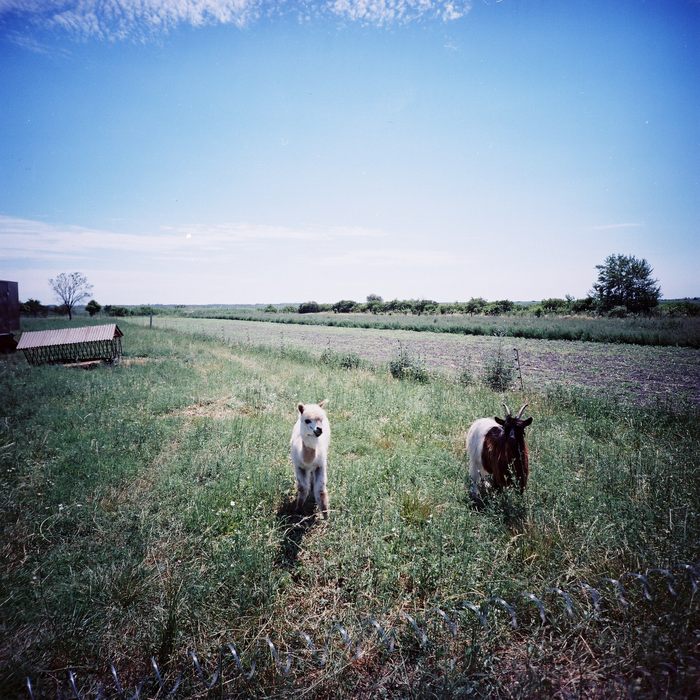 Lomography 100 Color Negative - 120mm Film, Single Roll