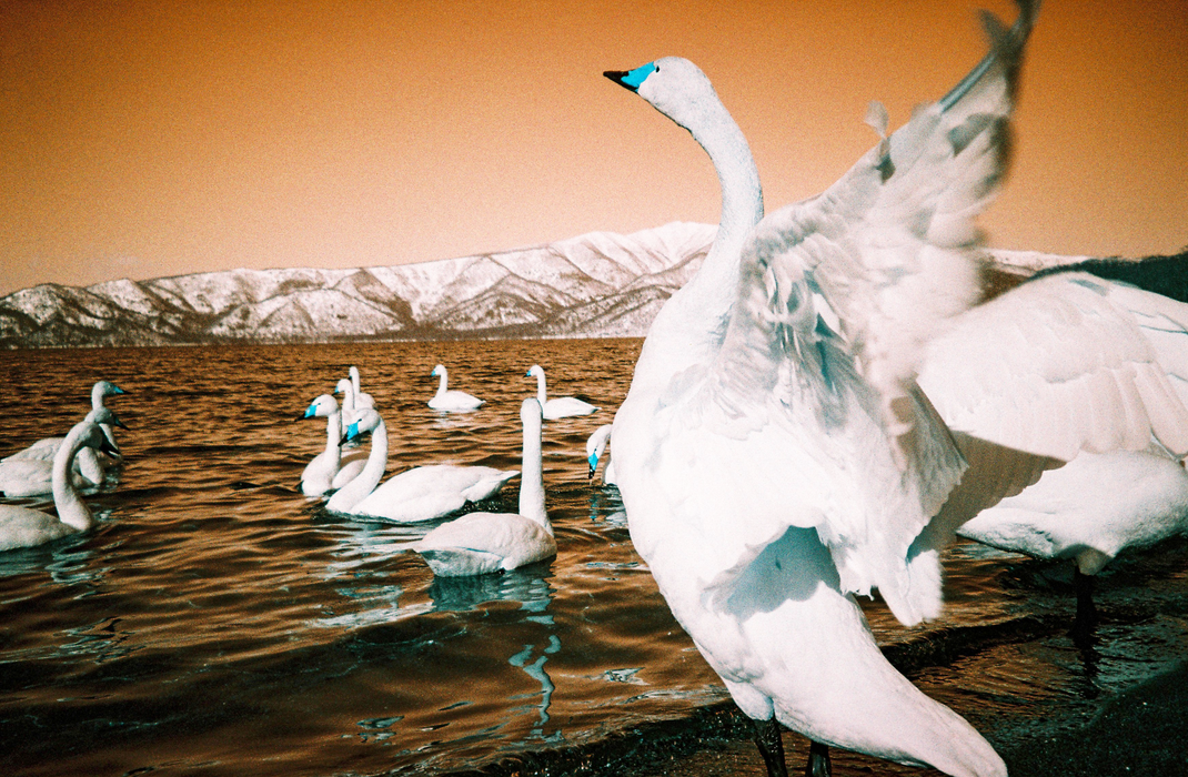 Lomography Analogue Trio Mixed Color Negative Film Pack - 35mm Film, 36 Exposures, 3 Pack