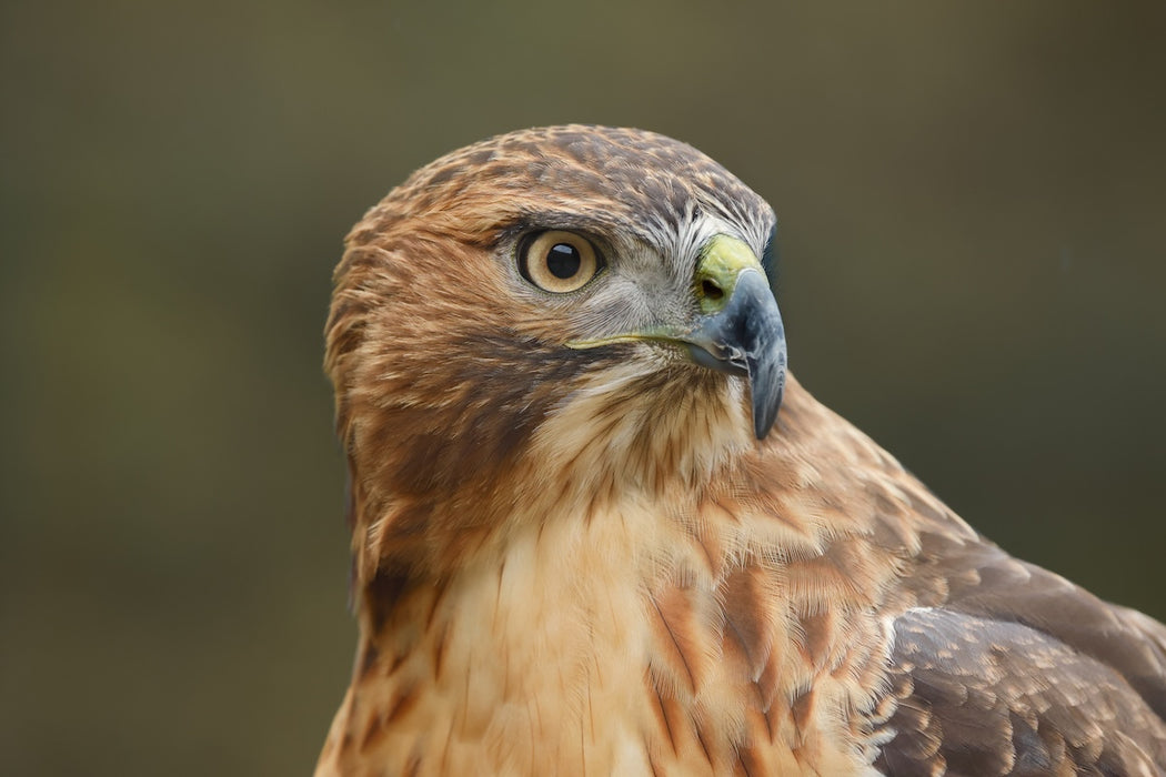 Canon EOS R6 Mark III with RF 24-105mm f/4 L IS USM Lens