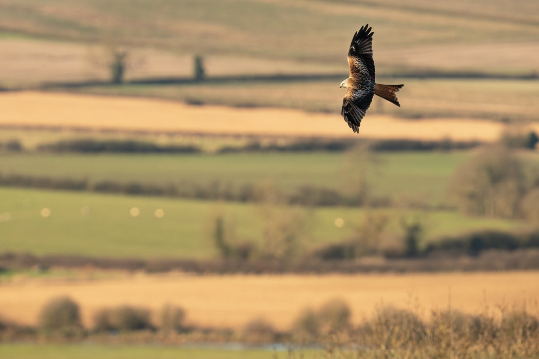 Sigma 300-600mm f/4 DG OS Sports Lens - L Mount