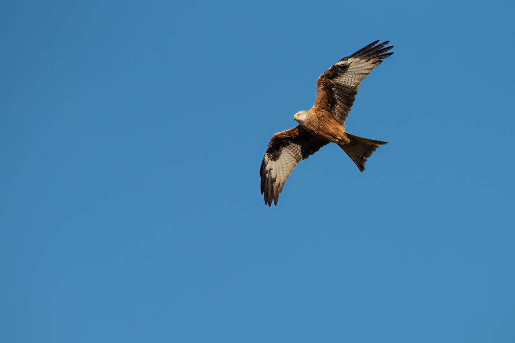 Sigma 300-600mm f/4 DG OS Sports Lens - L Mount