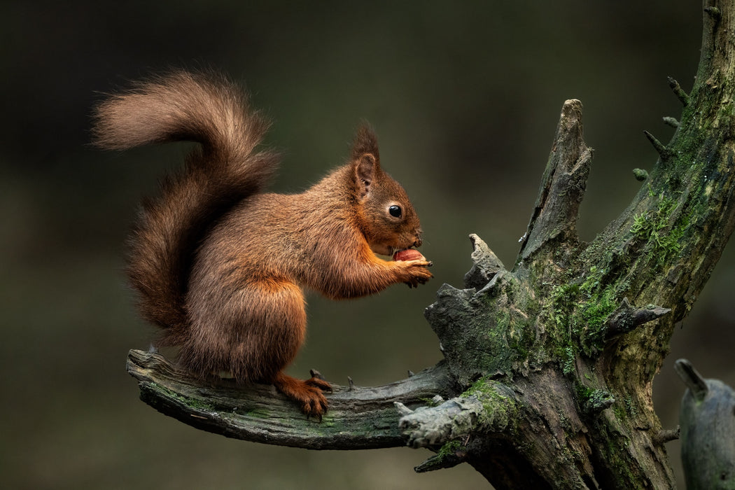 Sigma 300-600mm f/4 DG OS Sports Lens - L Mount