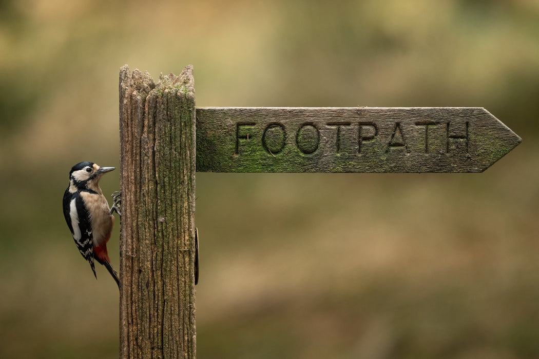 Sigma 300-600mm f/4 DG OS Sports Lens - L Mount