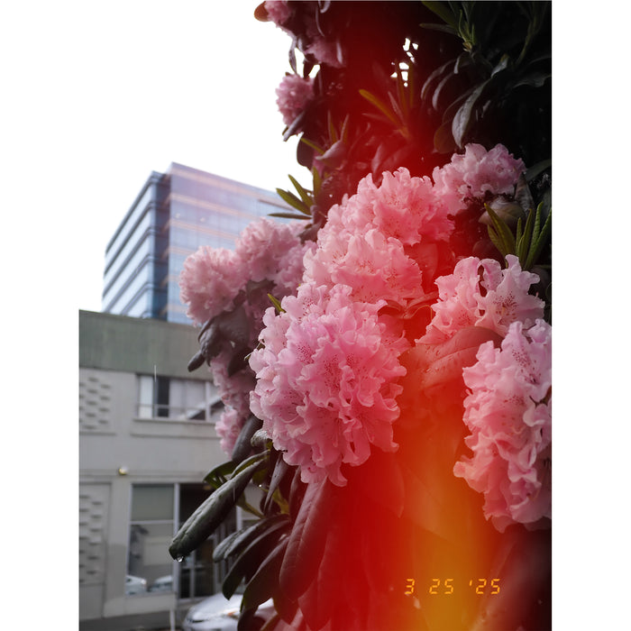 Fujifilm X half Premium Compact Camera - Silver