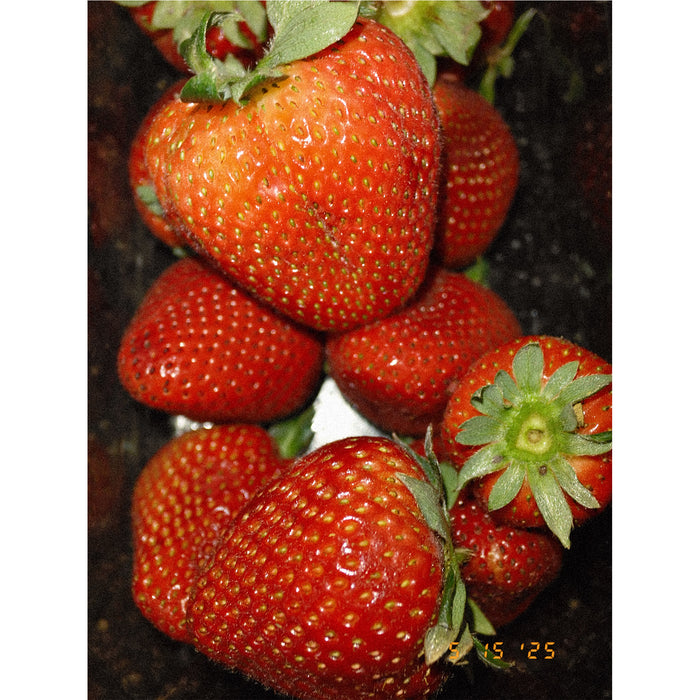 Fujifilm X half Premium Compact Camera - Silver