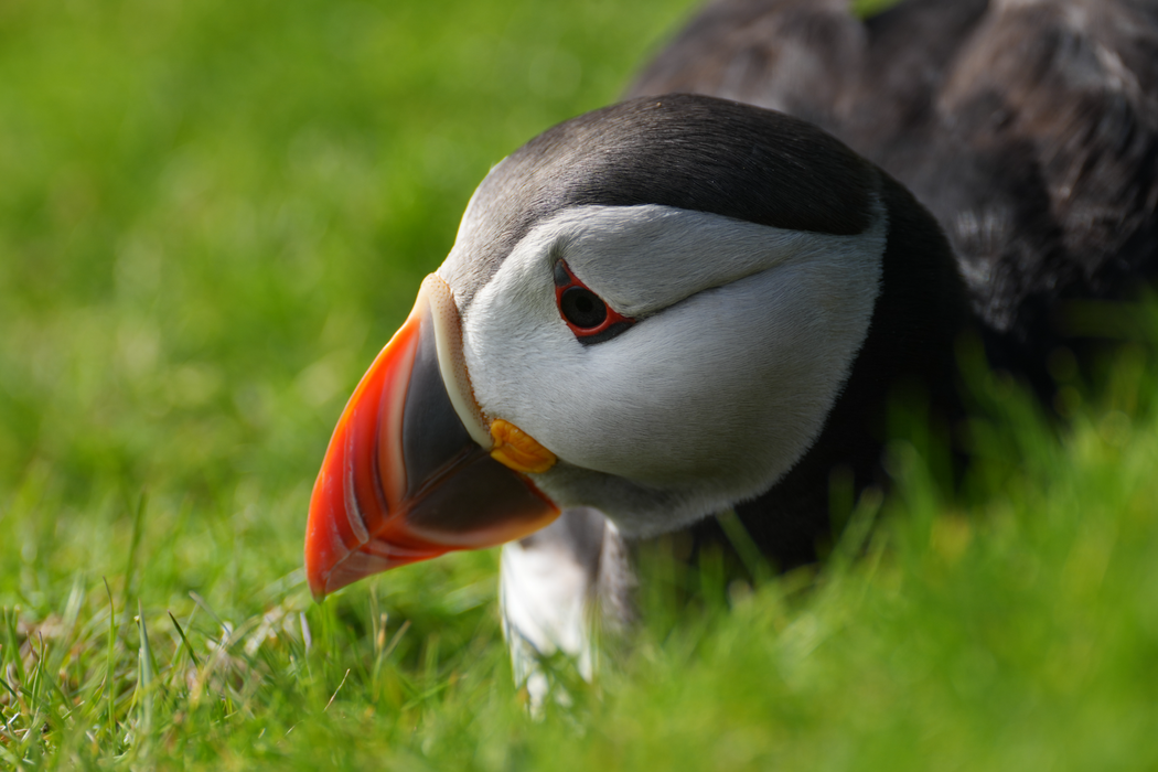 Sony FE 400mm f/4.5 GM OSS Lens