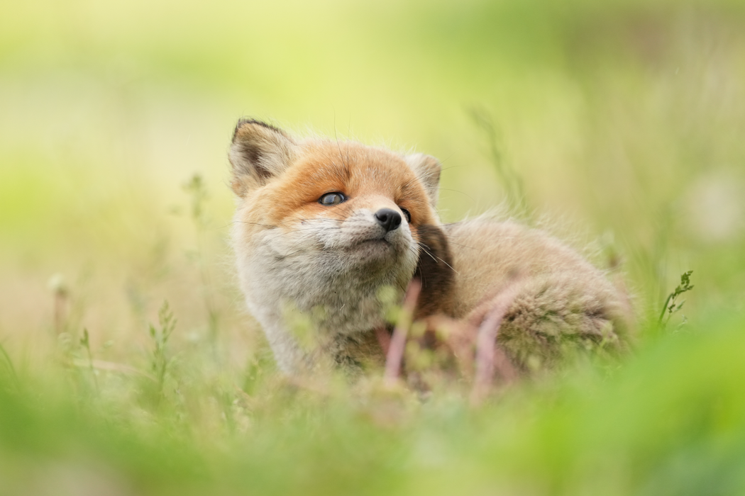 Sony FE 400mm f/4.5 GM OSS Lens