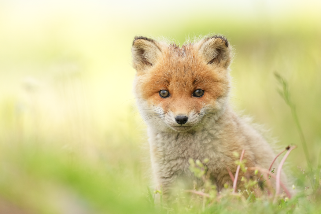 Sony FE 400mm f/4.5 GM OSS Lens