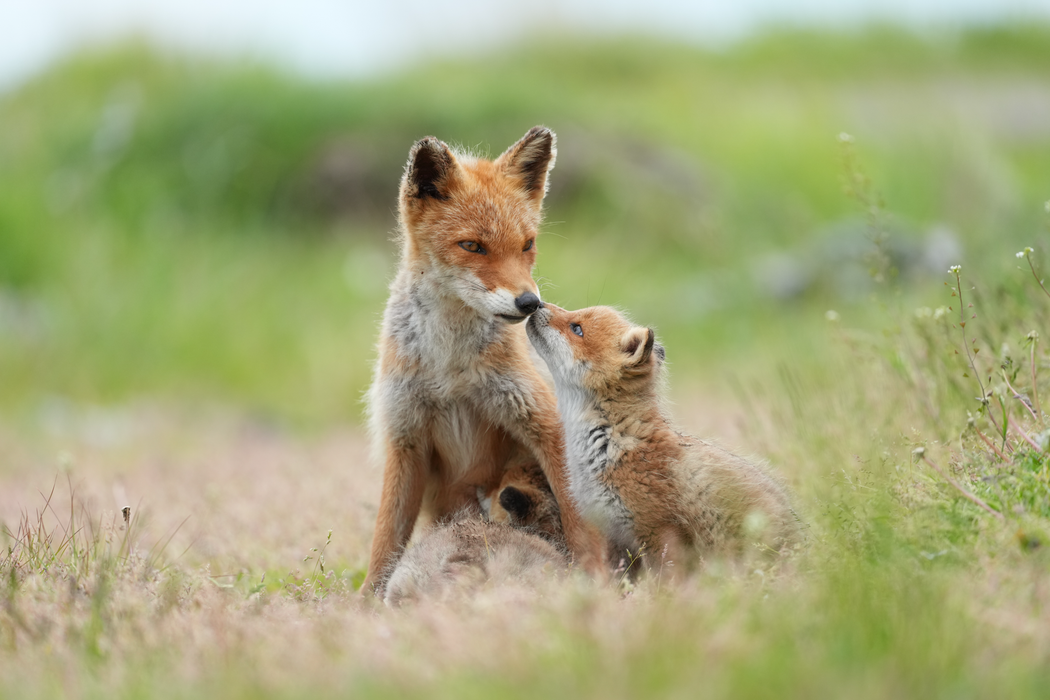 Sony FE 400mm f/4.5 GM OSS Lens