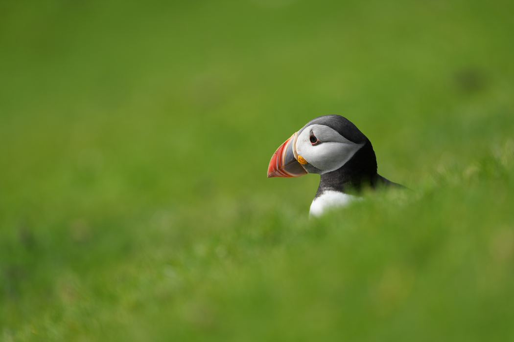 Sony FE 400mm f/4.5 GM OSS Lens