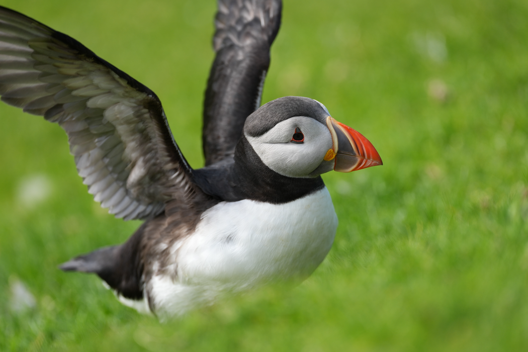 Sony FE 400mm f/4.5 GM OSS Lens