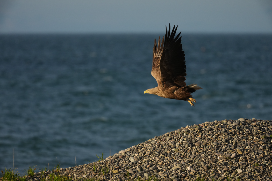 Sony FE 600mm f/6.3 GM OSS Lens