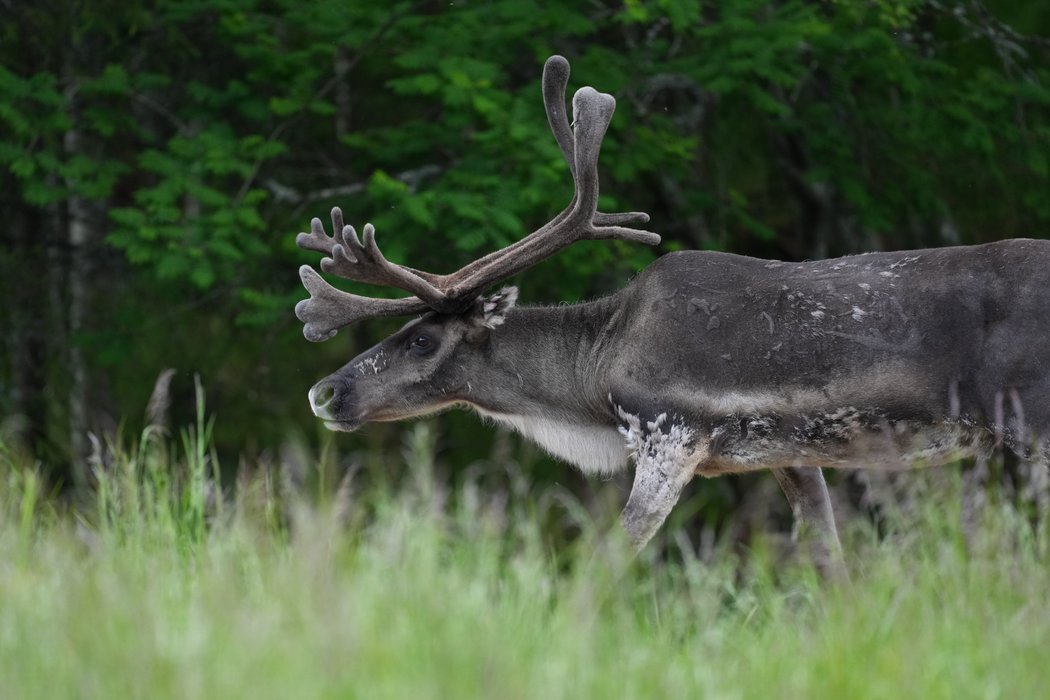 Sony FE 600mm f/6.3 GM OSS Lens