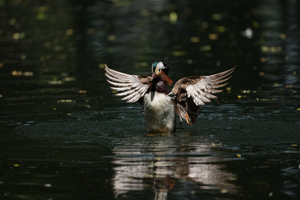 Sony FE 600mm f/6.3 GM OSS Lens