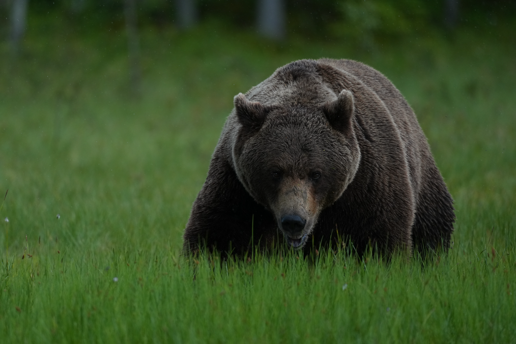Sony FE 600mm f/6.3 GM OSS Lens