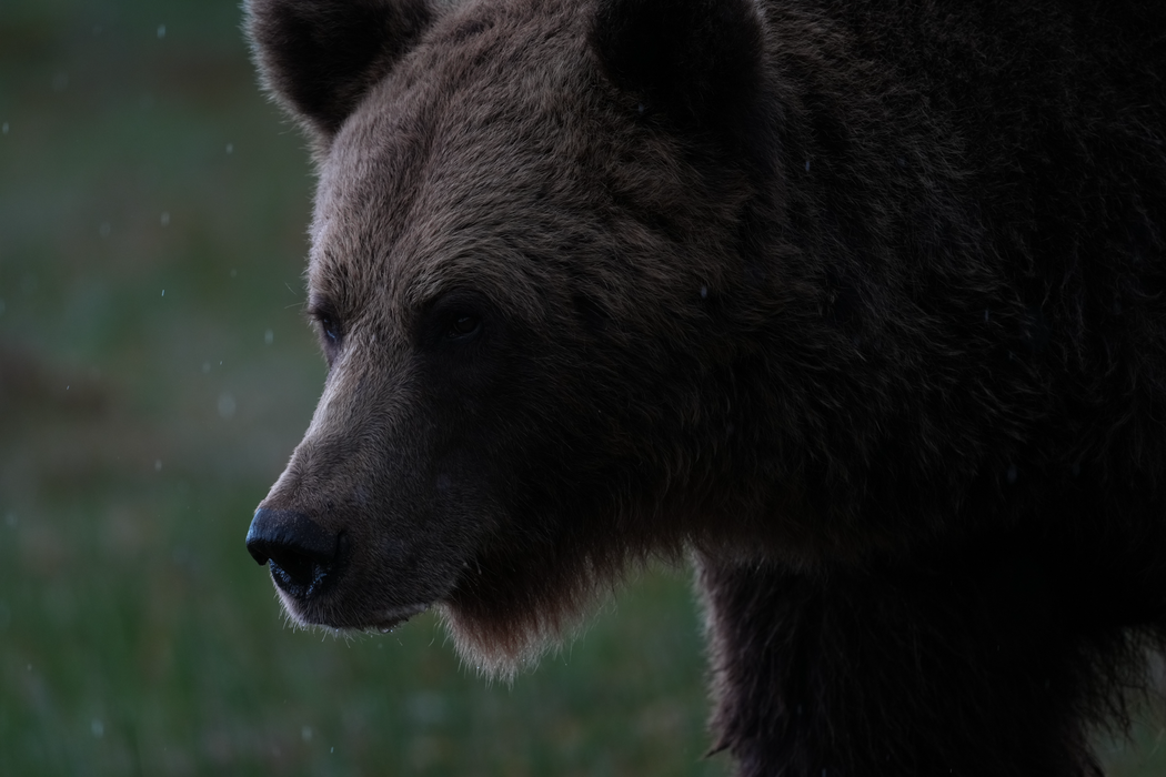 Sony FE 600mm f/6.3 GM OSS Lens