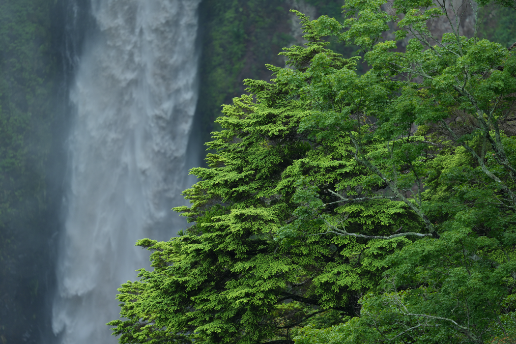 Sony FE 400mm f/4.5 GM OSS Lens