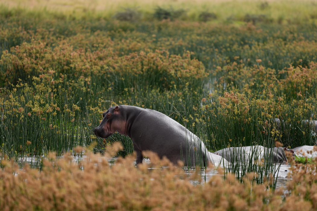 Sony FE 600mm f/6.3 GM OSS Lens