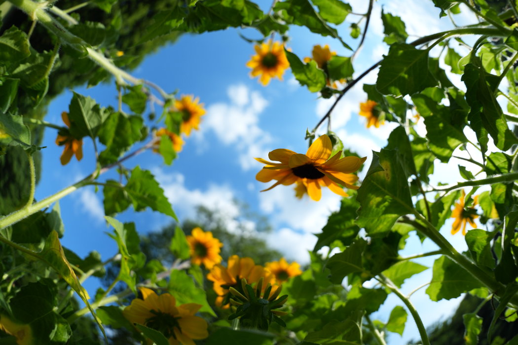 Sony FE 8-14mm f/3.5 Fisheye G Lens