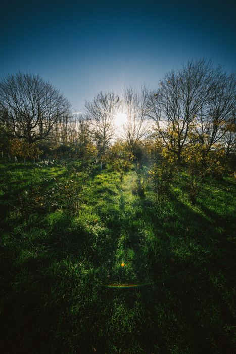 Laowa 6mm f/2 Zero-D Micro Four Thirds Lens