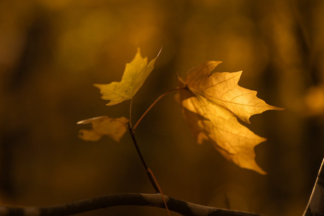 Sigma 56mm f/1.4 Contemporary Lens - Canon RF Mount