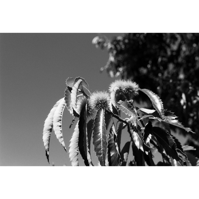 Ilford Pan F Plus 50 Black & White Negative - 120 Film, Single Roll