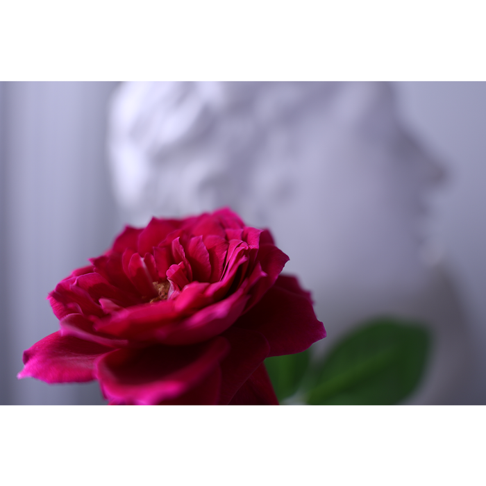 Canon RF 16-28mm f/2.8 IS STM Lens