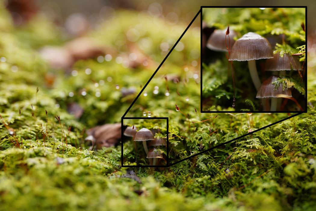 Sony FE 50mm f/1.2 GM Lens