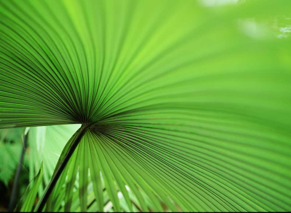 Kodak Eastman Professional EKTACHROME E100 Color Reversal - 35mm Film, 36 Exposures, Single Roll