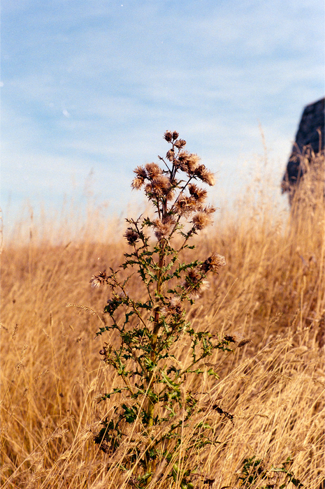 Street Candy Street Savvy 400 Color Negative - 35mm Film, 36 Exposures, Single Roll