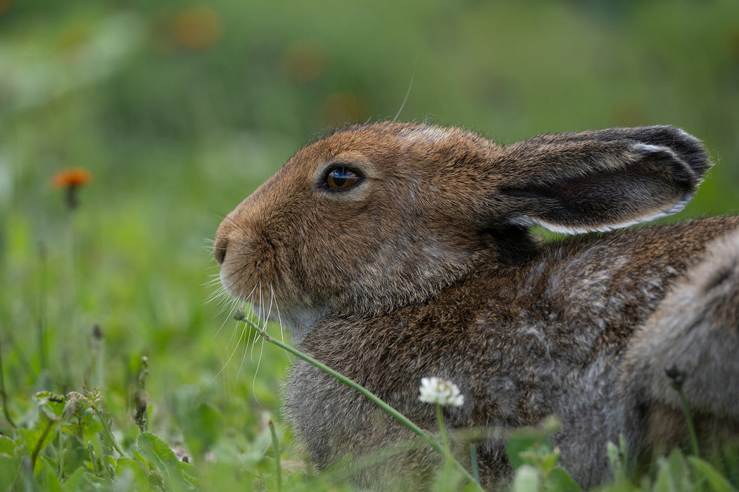 Tamron 50-400mm f/4.5-6.3 Di III VC VXD Lens - Nikon Z Mount