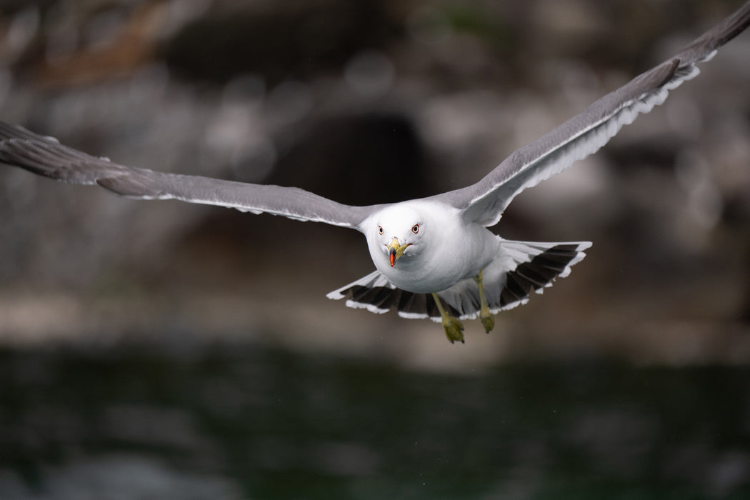 Tamron 50-400mm f/4.5-6.3 Di III VC VXD Lens - Nikon Z Mount