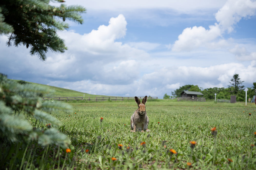 Tamron 50-400mm f/4.5-6.3 Di III VC VXD Lens - Nikon Z Mount