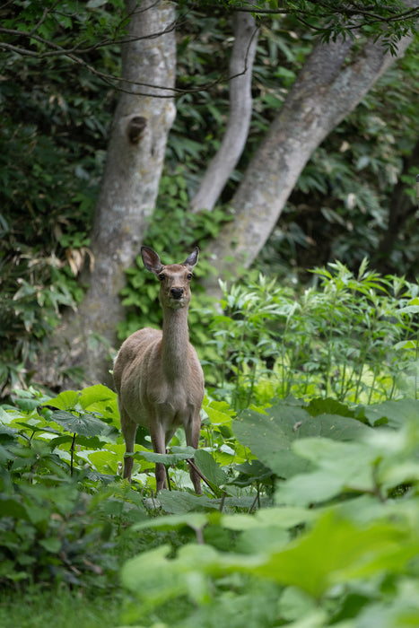 Tamron 50-400mm f/4.5-6.3 Di III VC VXD Lens - Nikon Z Mount