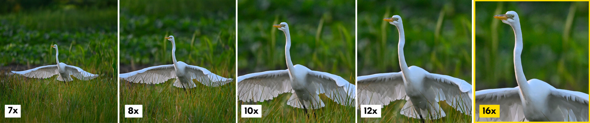 Nikon ACTION 16x50 Binoculars