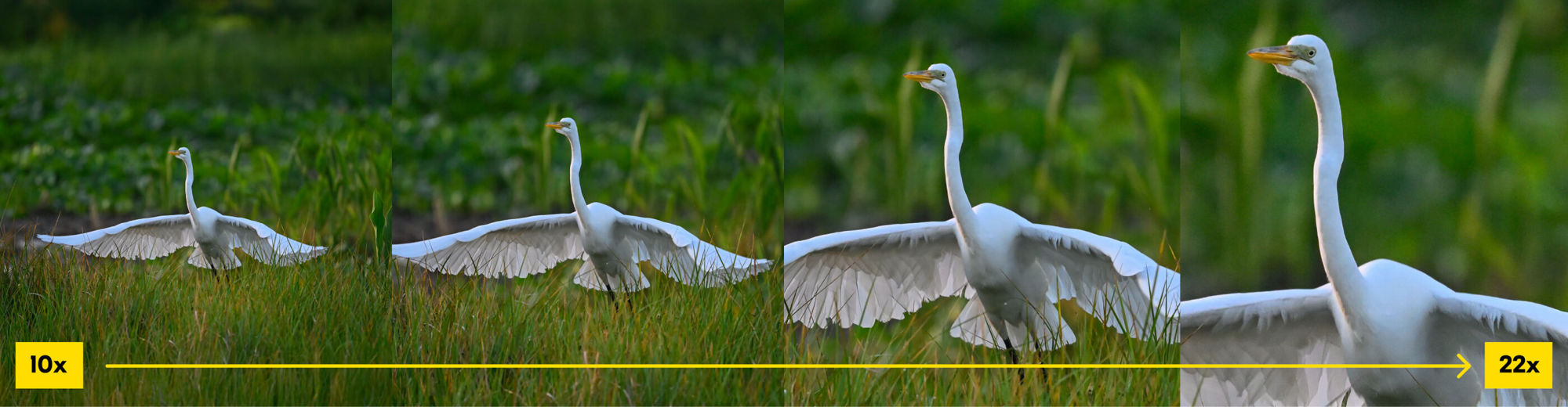 Nikon ACTION ZOOM 10-22x50 Binoculars