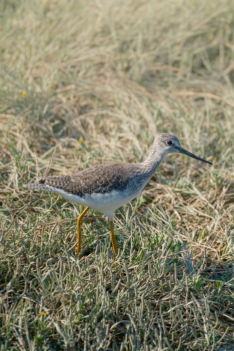 Fujifilm XF 400mm f/4.5 R LM OIS WR Lens