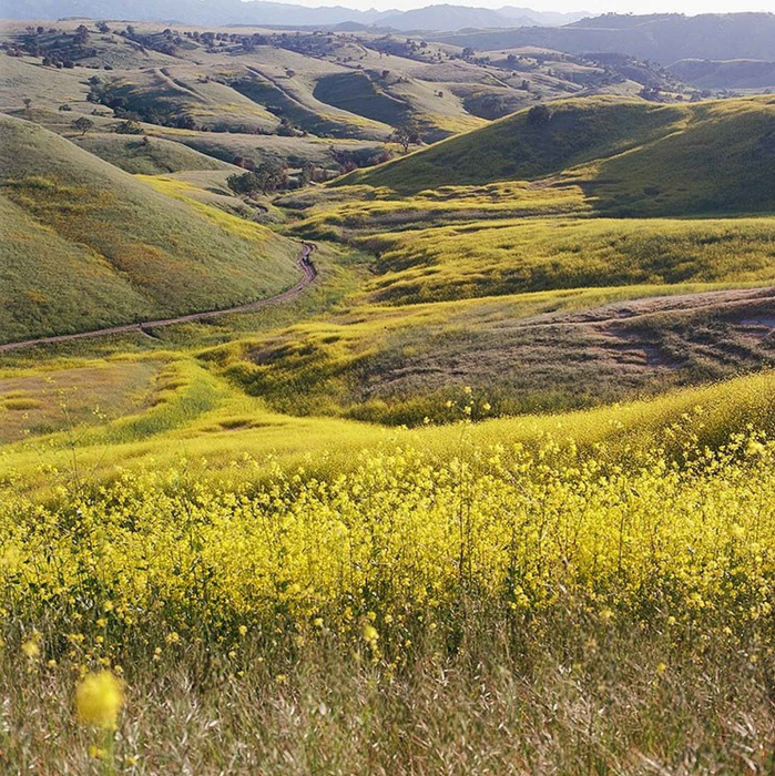 Kodak Professional Ektar 100 Color Negative - 35mm Film, 36 Exposures, Single Roll